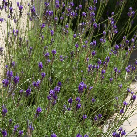 Lavandula Pinnata Buchii - Takao Nursery