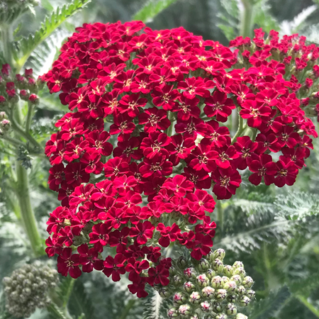 Red Velvet Yarrow, Achillea millefolium